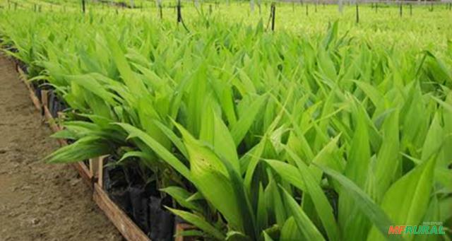 Palmito Pupunha Em Itatiaiu u MG Venda Compre Direto 615864