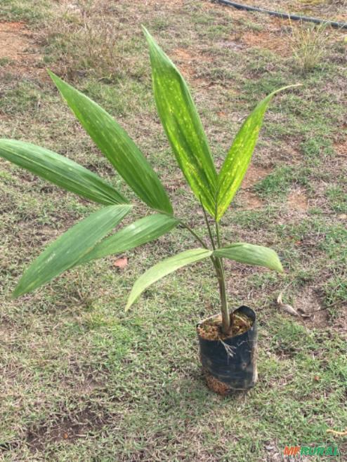 Mudona De Pupunha Em Massaranduba SC Venda Compre Direto 626665
