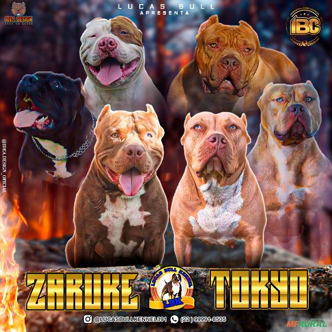 Pit Monster em São Francisco de Itabapoana RJ à venda. Compre 634900