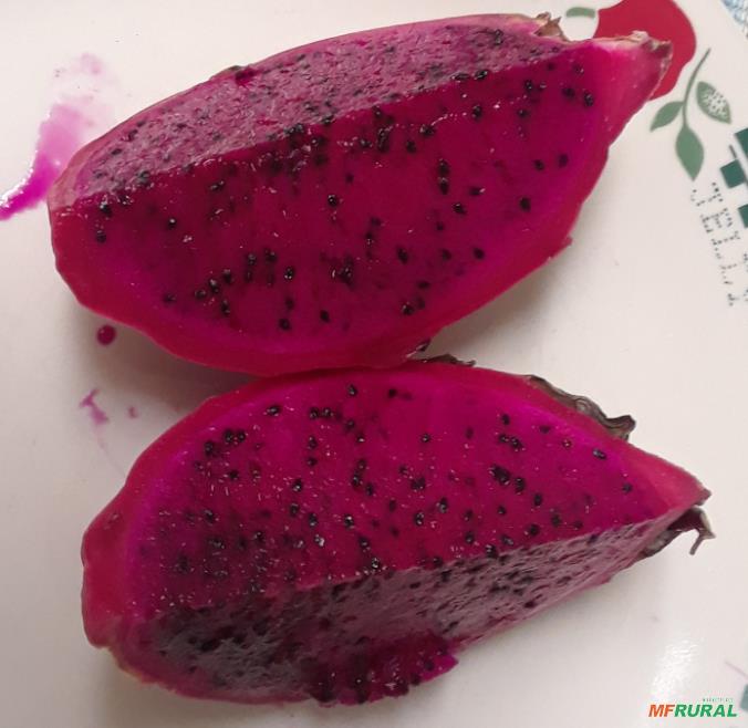 Polpa de Pitaya Vermelha Congelada em Irecê BA à venda. Compre 636105 Polpa de Pitaya Vermelha Congelada em Irecê BA à venda. Compre 636105