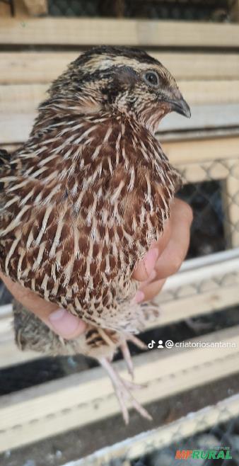 Ovo de Codorna em Heliópolis - BA à venda com preço