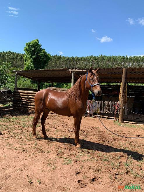 Cavalos em São Carlos - SP à venda com preço