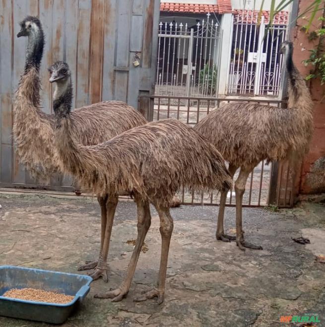 Emus Adultos | Preço Venda Compra - MF Rural