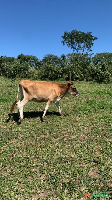 Jersey em São Paulo à venda com preço