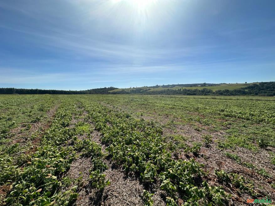 Fazenda Com 90 Hectares Para Agricultura, Região de Sorocaba. em 687728