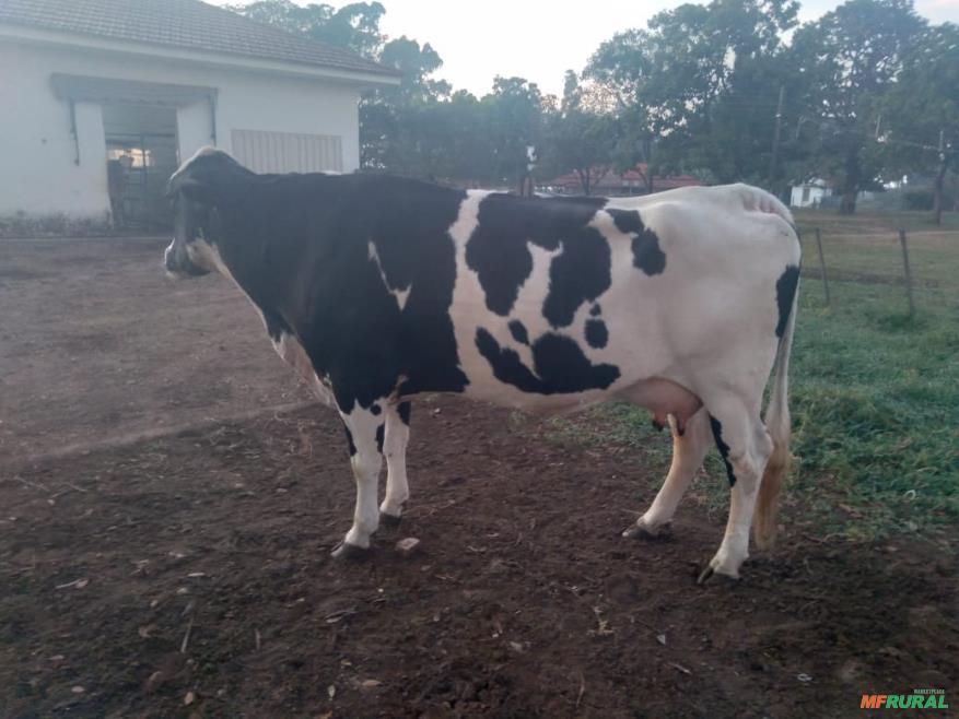 Vaca em Lactação 25 Litros em Irapuã SP à venda. Compre direto 687408