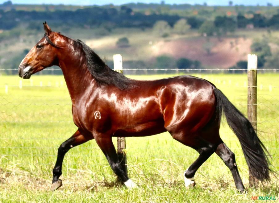 Cavalo Campolina | Preço Venda Compra - MF Rural
