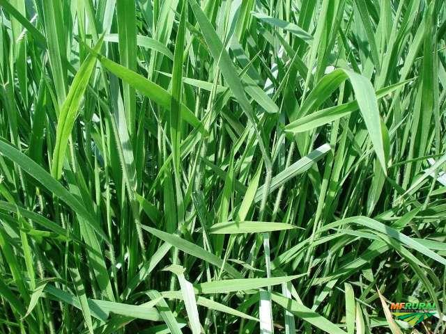 хозяйство америки земледелие индейцы. амарант пшеница ацтеков. маран трава хлеб. амарант растение. большой праздничный хлеб 7 букв сканворд.