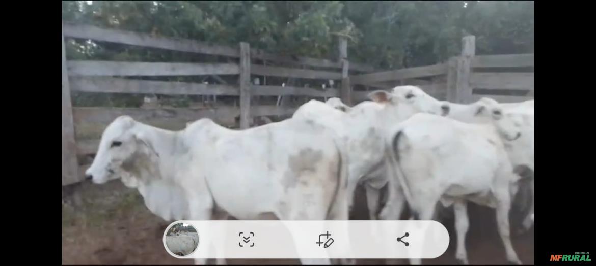 Vaca Nelore de Excelente Genetica Pra Recria ! em Taguatinga TO 795889