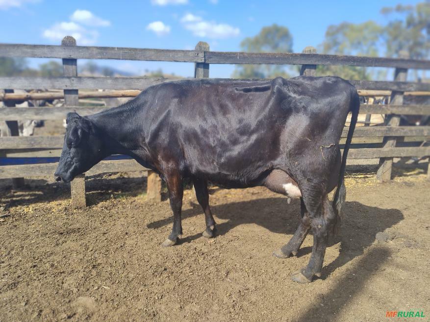 Venda de Vacas Leiteiras em Santa Rita de Caldas MG à venda. 810730