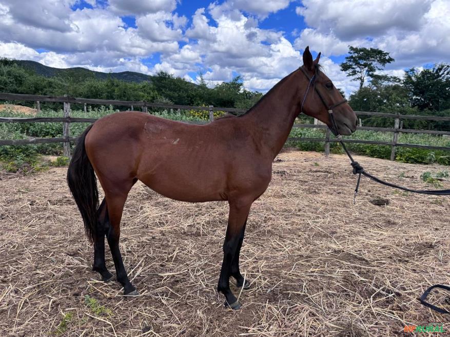 Cavalos em Riacho de Santana - BA à venda com preço