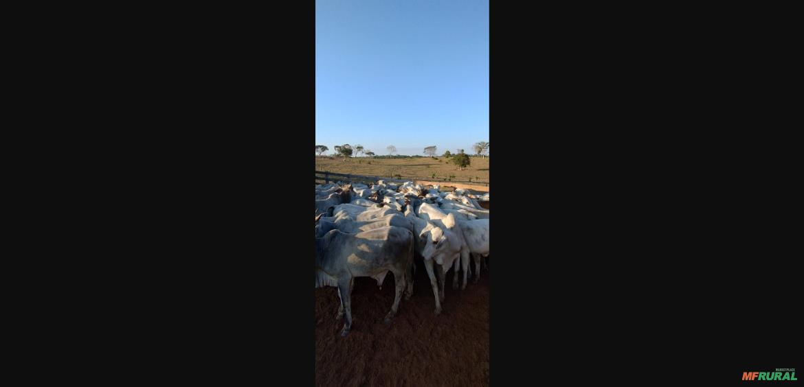 Squid game 2 free watch no acre pre o venda compra mf rural