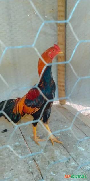 Galo - Animais | Preço Venda Compra - MF Rural