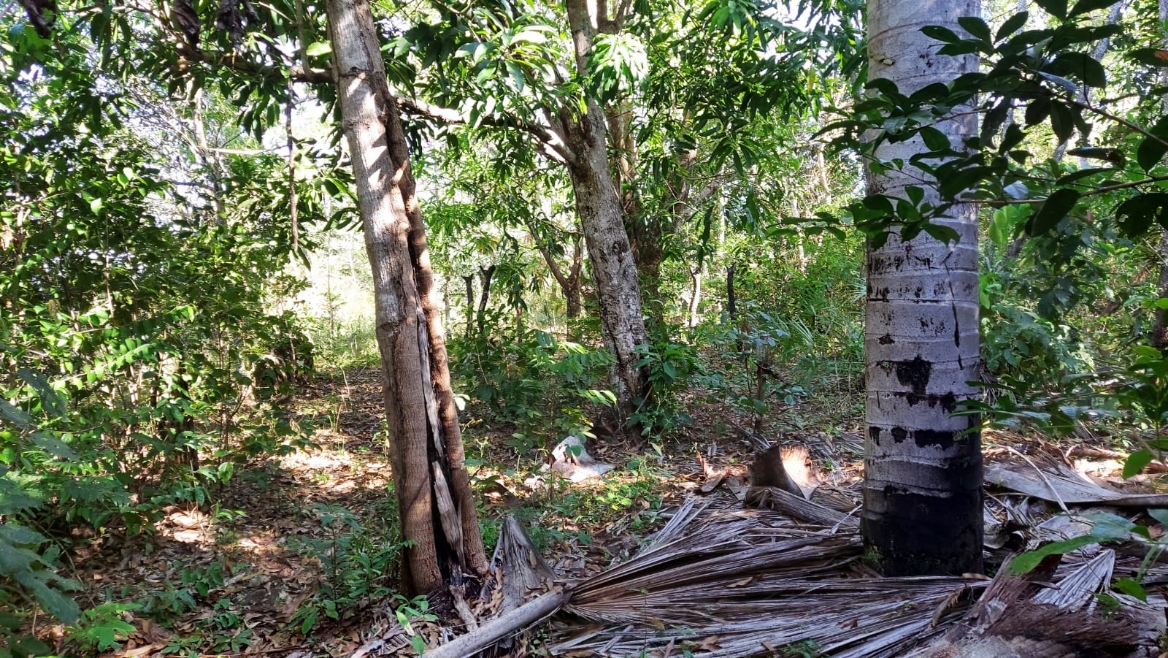 Bioma Area | Preço Venda Compra - MF Rural