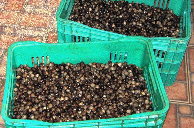 SEMENTES DE PUPUNHA TIPO LISA Em Porto Velho RO Vender Comprar S