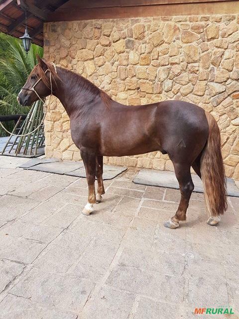 Cavalo Crioulo | Preço Venda Compra - MF Rural