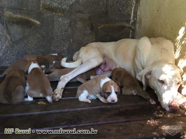 Cães de caça de tatu a venda olx Clearance