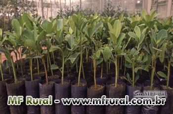 Mudas de Pau Rosa em Manaus AM à venda. Compre direto do vendedor 119189