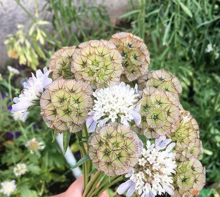 sementes-scabiosa-stellata-escabiosa-flor-lua-de-papel-602721