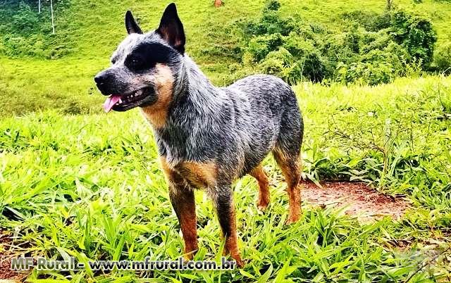 Valor de um blue heeler Clearance