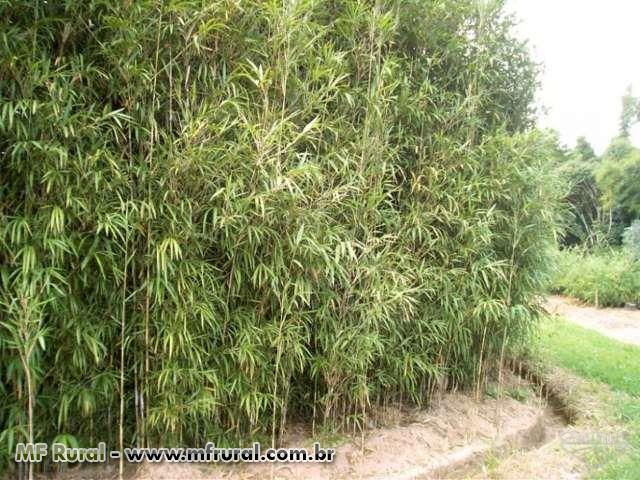 Cerca Viva E Paisagismo Com Bambu Japonês - Direto do Produtor 118238