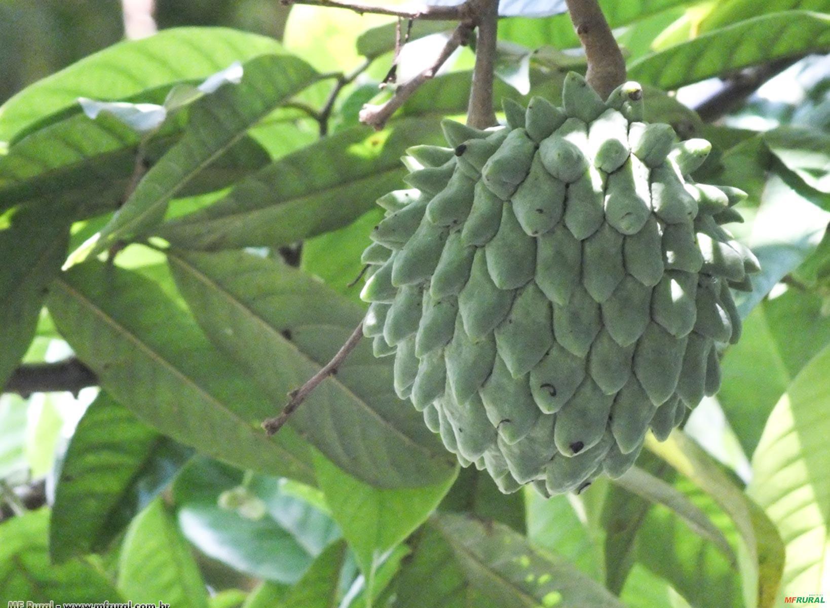 Fruta Conde | Preço Venda Compra - MF Rural