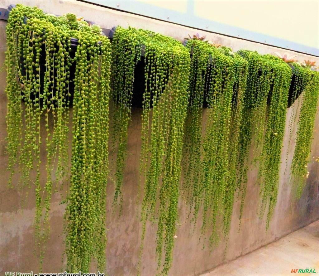 Colar De Pérolas Senecio Rowleyanus Em Tiete Sp à Venda 390839