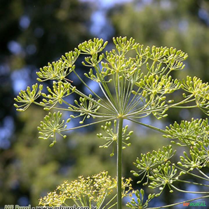Anethum Graveolens | Preço Venda Compra - MF Rural