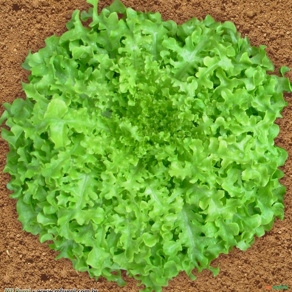 When Does Super Bowl 2025 Start Atlantic Canada Sementes