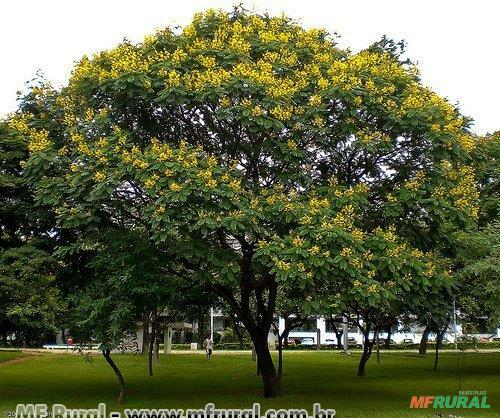 Pau Brasil (Caesalpinea Echinata ou Paubrasilia Echinata) em 644674