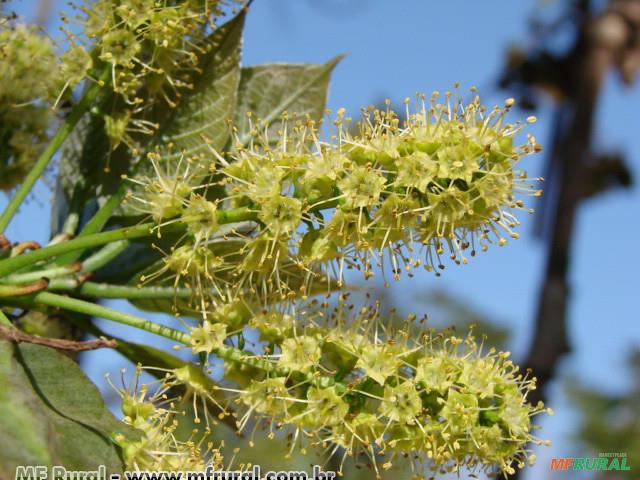 Terminalia Capitanea Capitão do Campo (Terminalia Argentea) em Tietê SP à venda. 644982