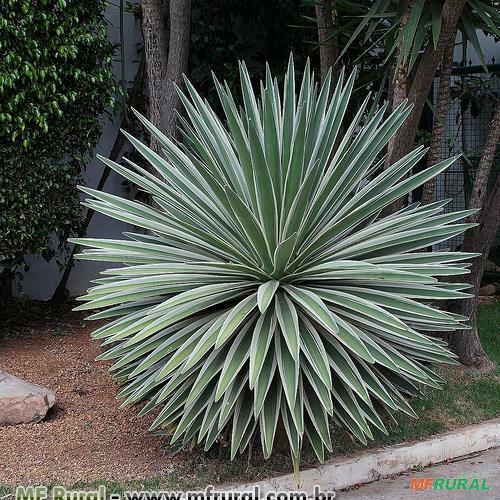 Caribe Agave | Preço Venda Compra - MF Rural
