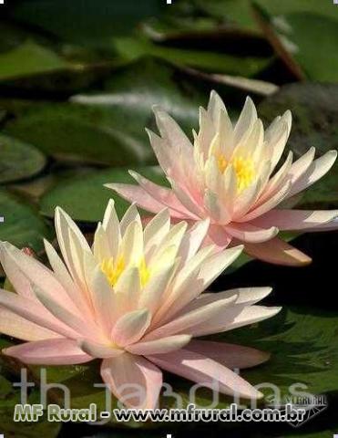 SP Pond Light